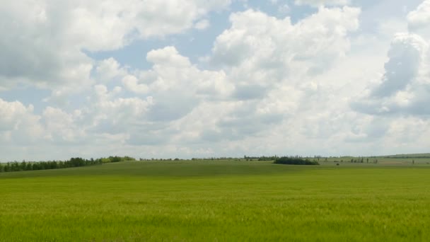 Зеленое сельское поле под облачным ландшафтом — стоковое видео