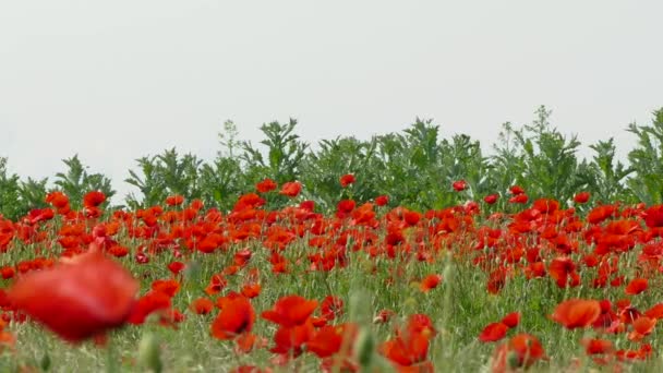 Champ avec des coquelicots contre le ciel gris — Video