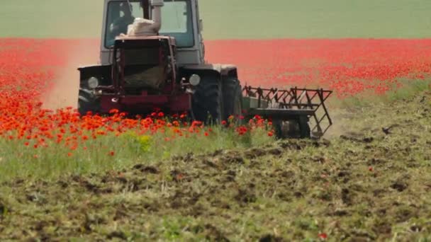 ケシ畑を草刈トラクター — ストック動画