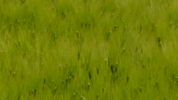 Oreilles de blé vert oscillant sur le vent — Video