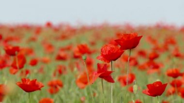 Çiçek açması Poppies rüzgârla sallanan