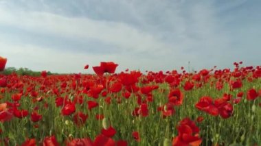 Yeşil çayır haşhaş kırmızı çiçekler