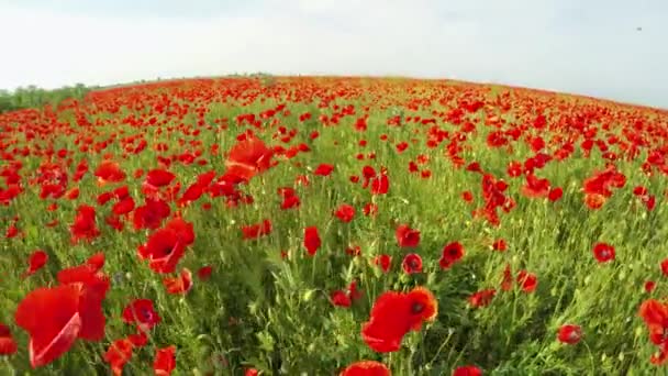 Lots of Poppies Blooming In Green Field — стоковое видео