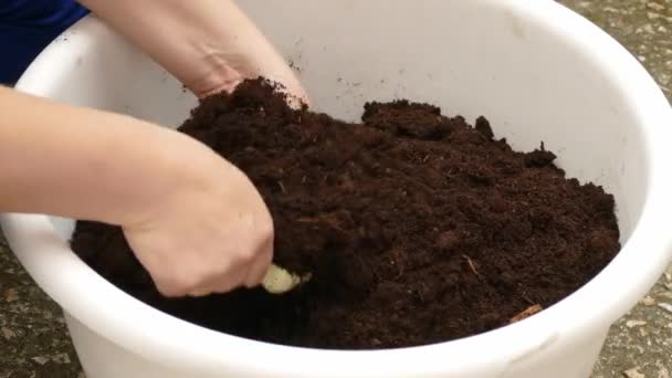 Hemmafru blanda jord för plantering — Stockvideo