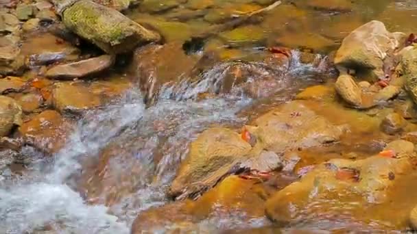 Fluxo bonito fluindo nas montanhas — Vídeo de Stock