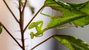 Mantis avını bekliyor.