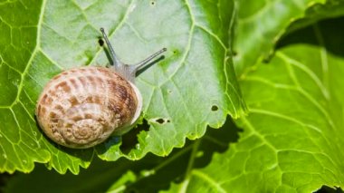 Salyangoz sürüngenler üzerindeki yaprak