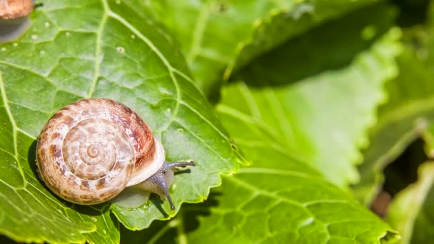 カタツムリは緑の葉を食べる — ストック動画