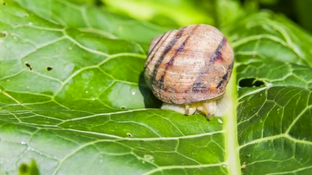 Snail Crawls Out Of Its Shell — Stock Video