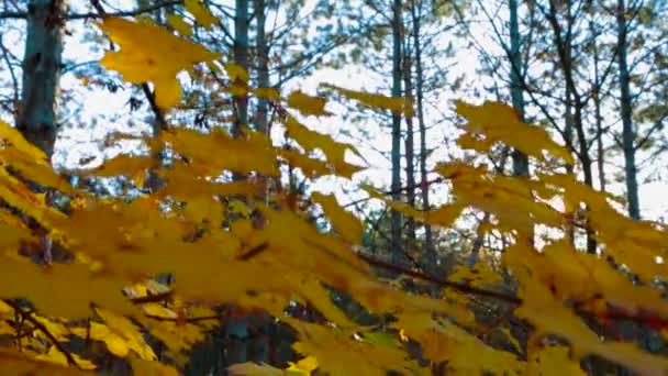 Rama con hojas amarillas contra la luz del sol — Vídeos de Stock