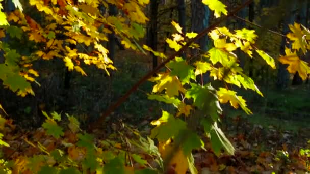 Branches d'arbre avec des feuilles multicolores dans la forêt automnale — Video