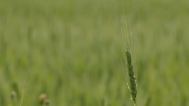 Buğday kulak bereket sembolü olarak — Stok video