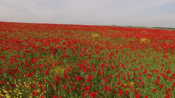 Poppy Field as Symbol of Remembrance — стоковое видео
