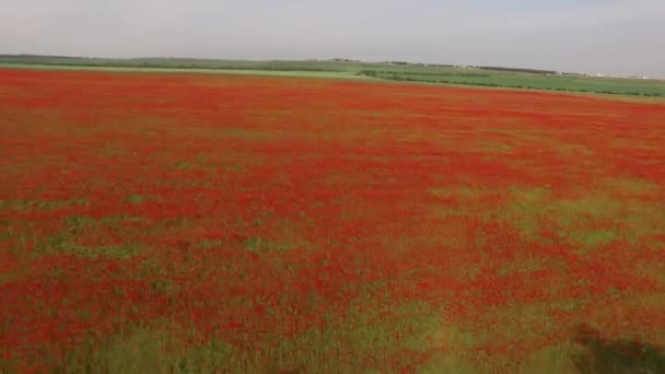 Énorme champ rural rouge de coquelicots — Video