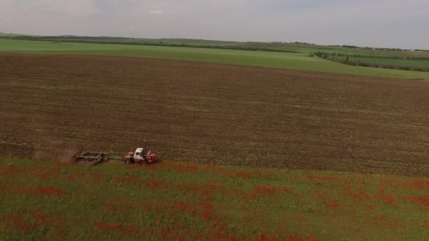 Venkovské traktor řezání makové pole — Stock video