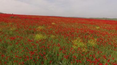 Gri gökyüzü altında Somnolent haşhaş alanın üzerinde uçan