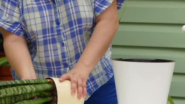 Transplantation complète de Sansevieria Pot Fleur — Video