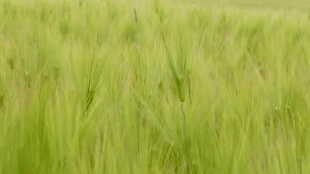 Зелені пшеничні вуха танцюють вітром — стокове відео