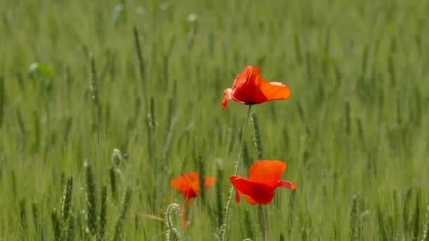 Poppies alanında sallanan Rüzgar — Stok video