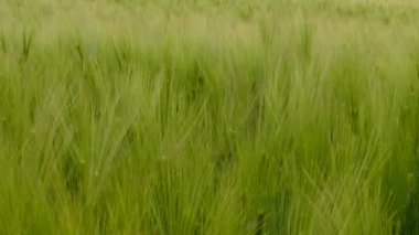 Olgunlaşmamış Ani Rüzgar tarafından dokundu