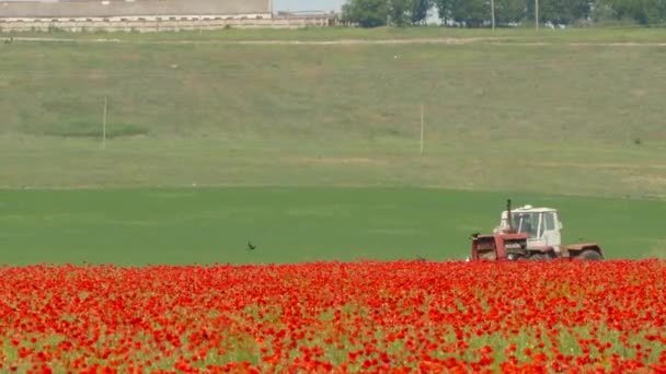 Tractor Cultivating Poppy Field — Stock Video