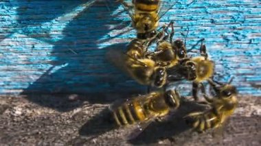 Group of bees chasing alien