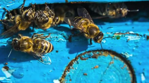 Groupe d'abeilles à l'entrée de la ruche — Video