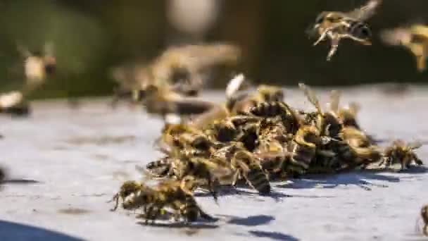 Enjambre de abejas luchando con alienígenas — Vídeo de stock