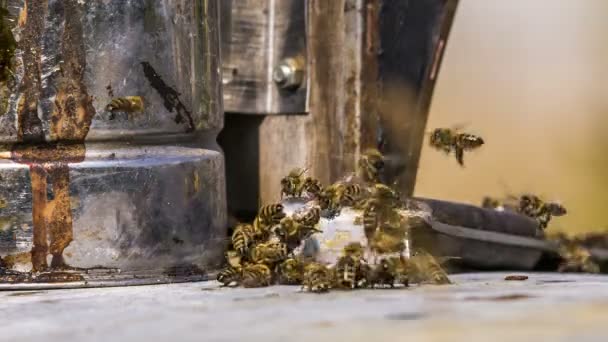 Honey bees at the entrance to the hive. — Stock Video