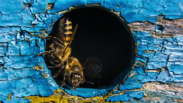 Guard bees safekeeping the entrance — Stockvideo