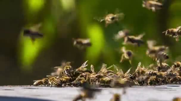 Рой пчел, сражающихся с пришельцами — стоковое видео