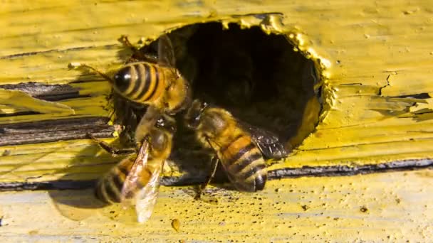 Abeilles extrudant étranger de la ruche 