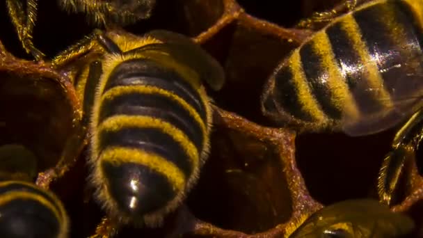 Abelhas em favo de mel — Vídeo de Stock