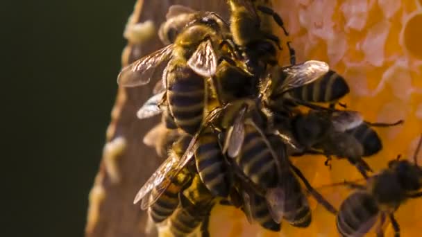 Bees on honeycomb — Stock Video