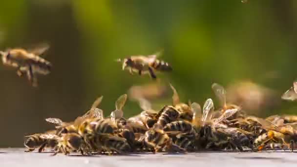 Un essaim d'abeilles se battant avec des étrangers — Video