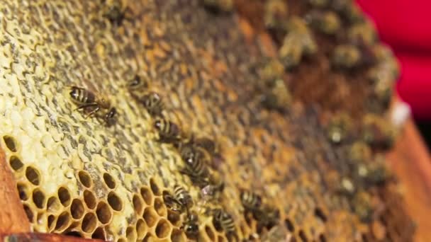 Bienen fressen Honig auf Waben — Stockvideo