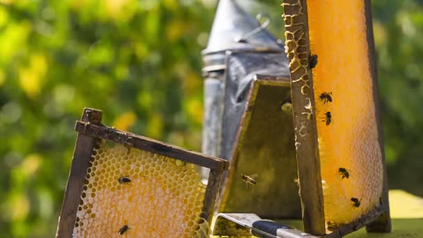 Bees eating honey on honeycomb — Stock Video