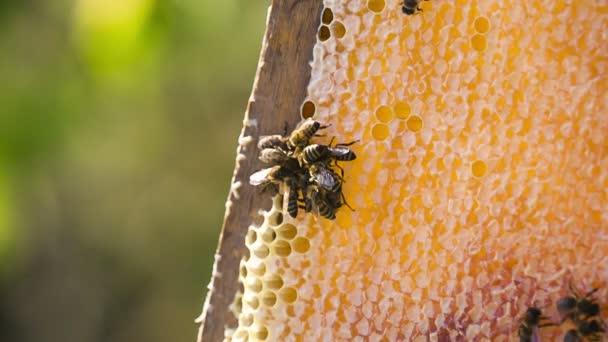 Пчелы едят мед на сотах — стоковое видео