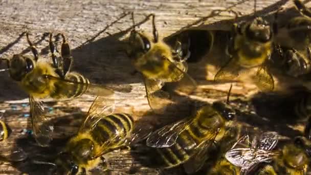 Пчелы возле улья — стоковое видео