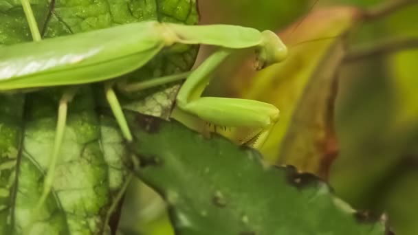 Green mantis on a green leaf. — 비디오