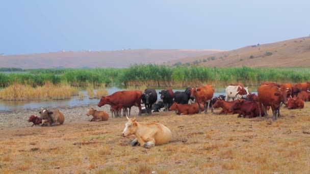 Group of cows resting near pond — Stock video