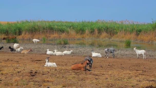 Chèvres dans la vallée 