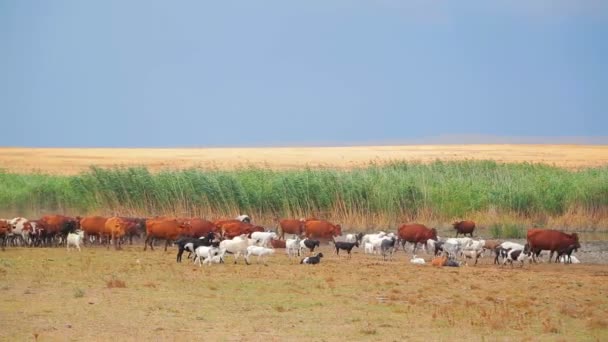 Vacas e cabras que vão para o lago — Vídeo de Stock