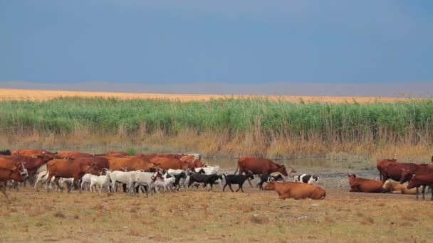 Vacas y cabras que van al estanque — Vídeos de Stock