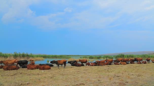 Group of cows resting near pond — Stock video