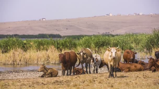 Group of cows resting near pond — Wideo stockowe