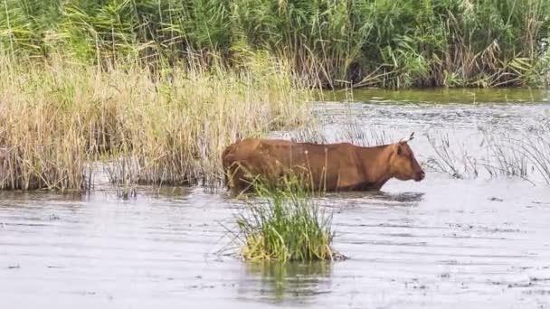 Корова в воде — стоковое видео