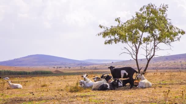 Cabras en el valle — Vídeo de stock