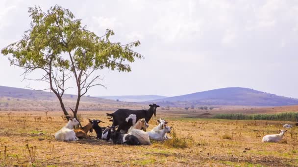 Cabras en el valle — Vídeo de stock
