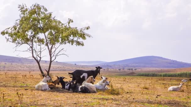 Cabras en el valle — Vídeos de Stock